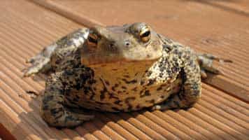 Gippert, Buch, Kreuznach, Afro