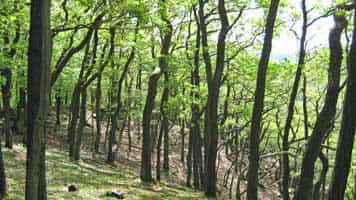 Gippert, Afro, Hunsrück, Dichtelbach