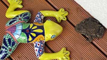 Gippert, Afro, Kreuznach, Trommeln