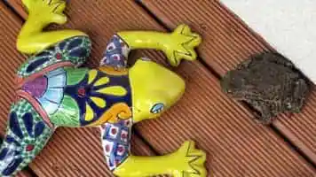 Gippert, Afro, Kreuznach, Trommeln