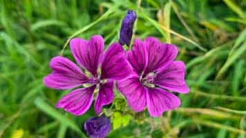 Gippert, Musik, Afrika, Afro